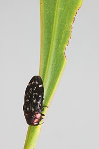 Diphucrania modesta, PL1723A, on Acacia pycnantha, SL